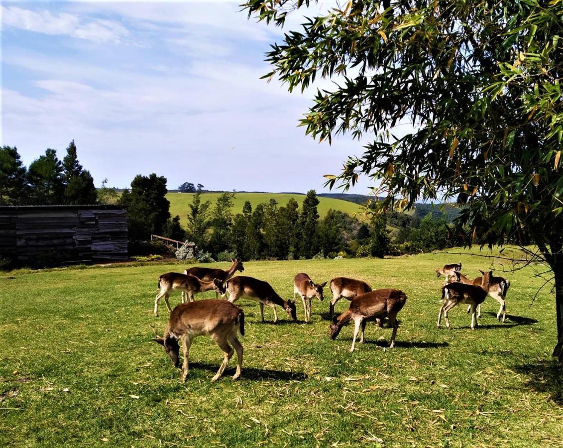 Green Hills Forest Lodge The Crags المظهر الخارجي الصورة